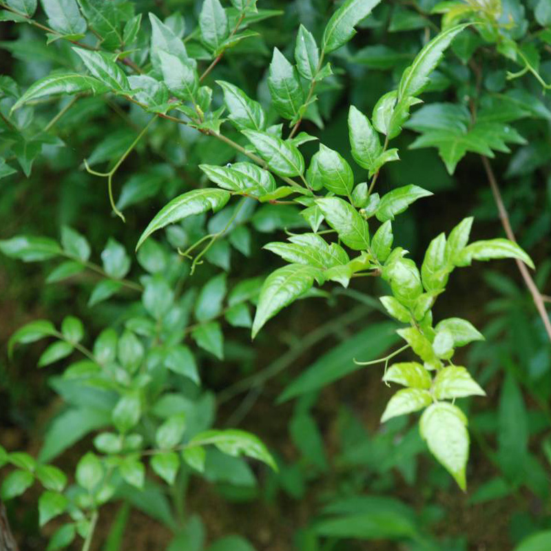 藤茶