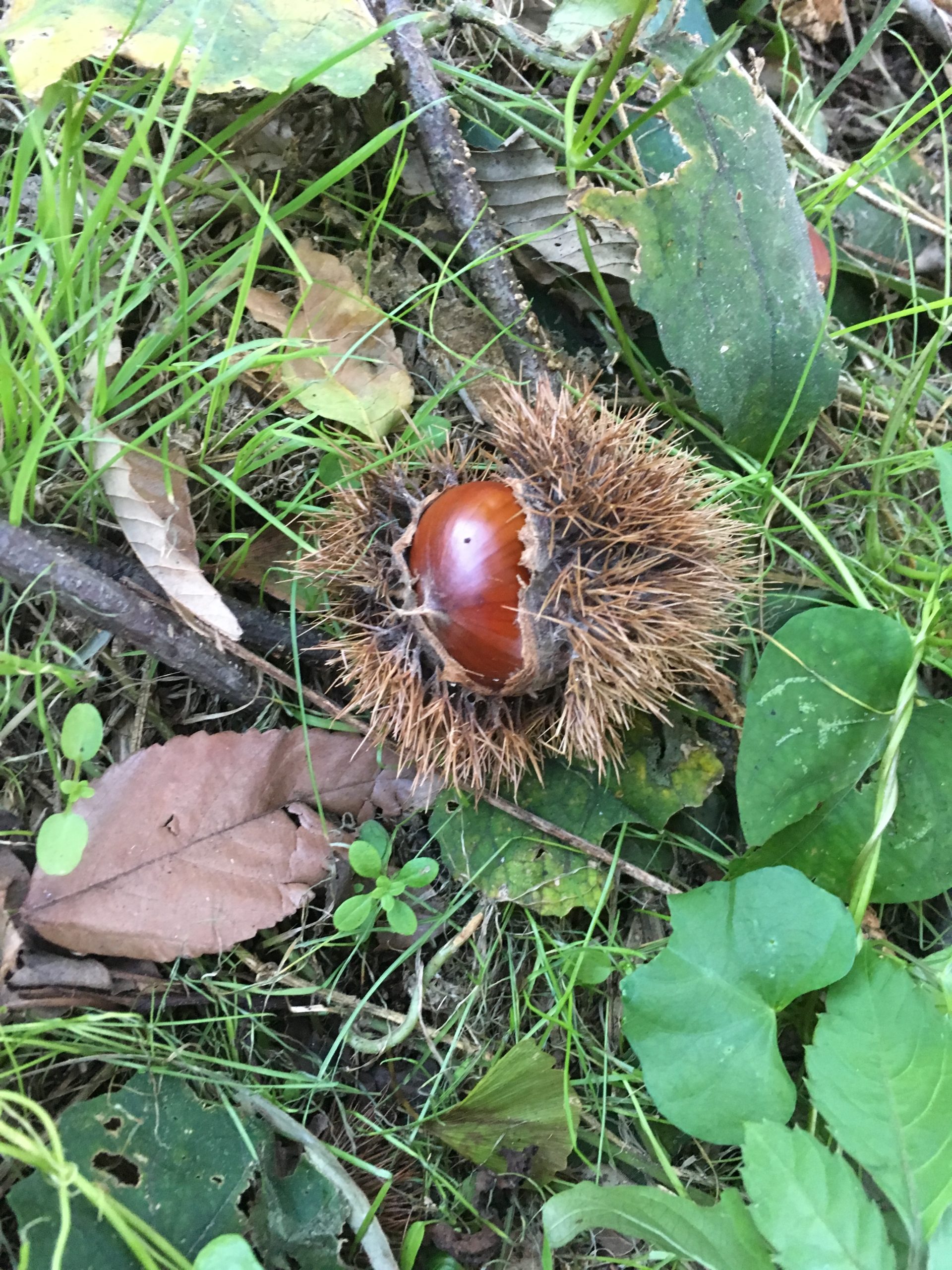 クリ