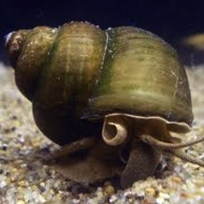タニシ