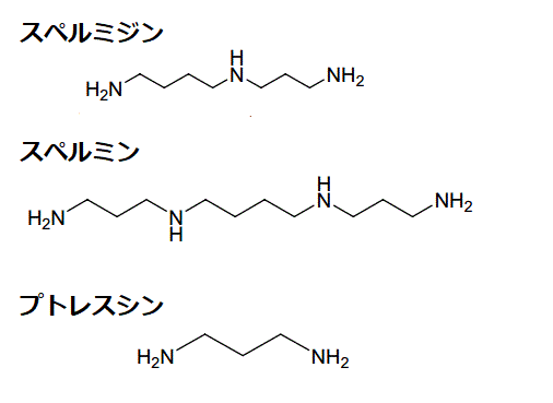 ポリアミン