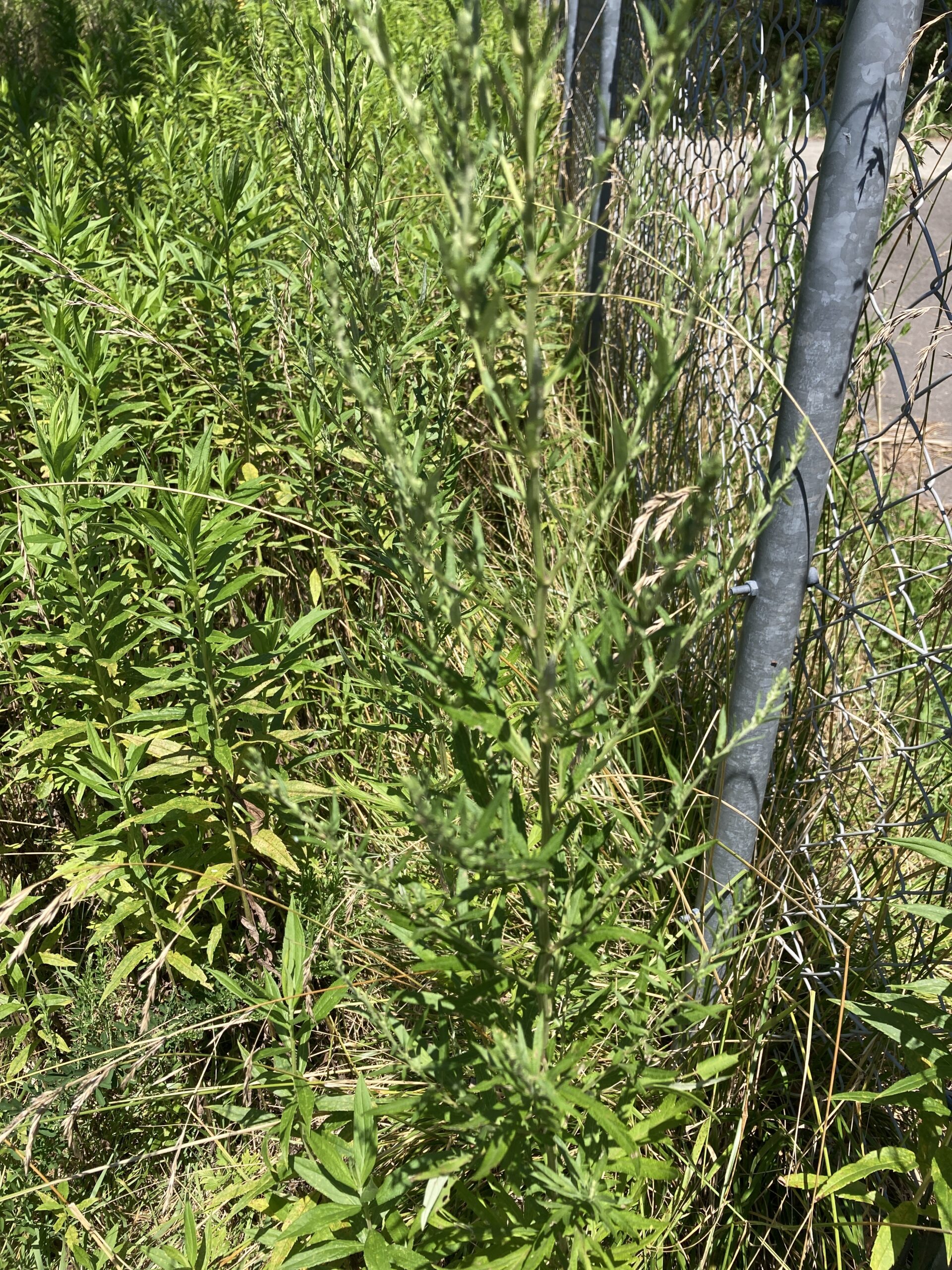 オウシュウヨモギ