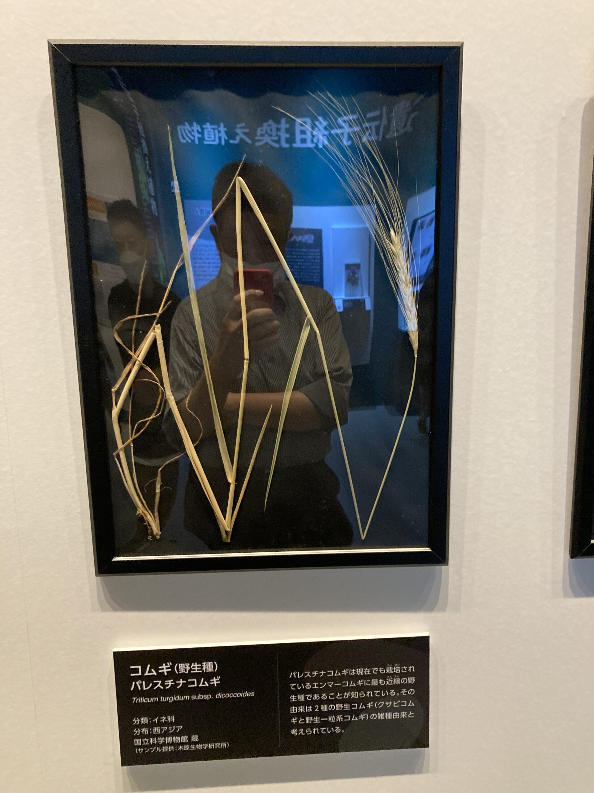 コメ原種
