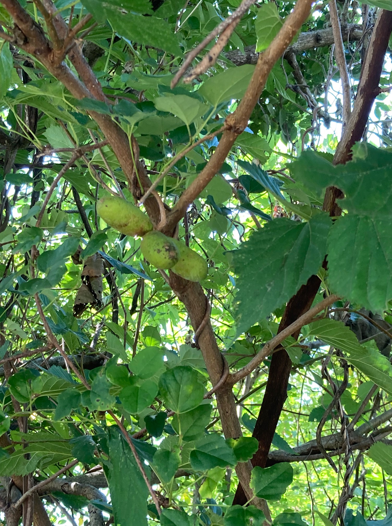 あけび