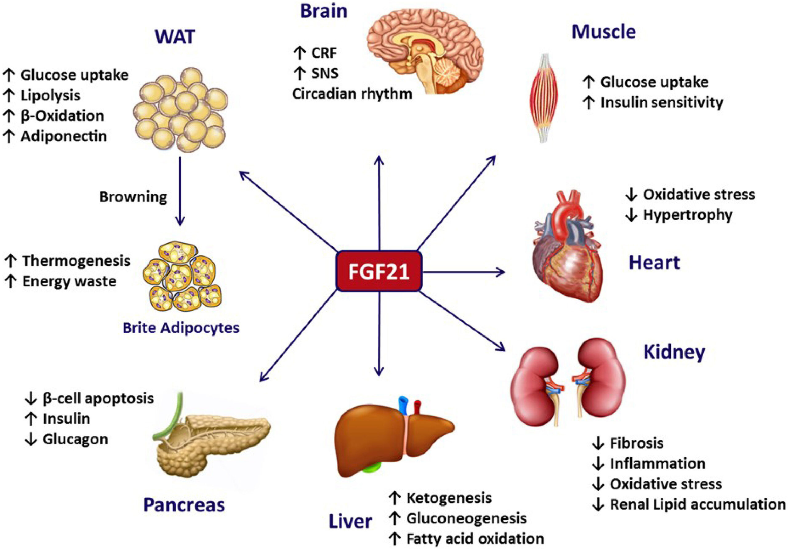 FGF21