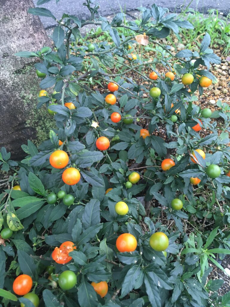 タマサンゴ