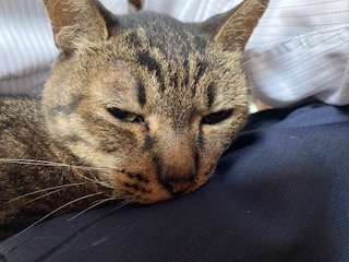 猫